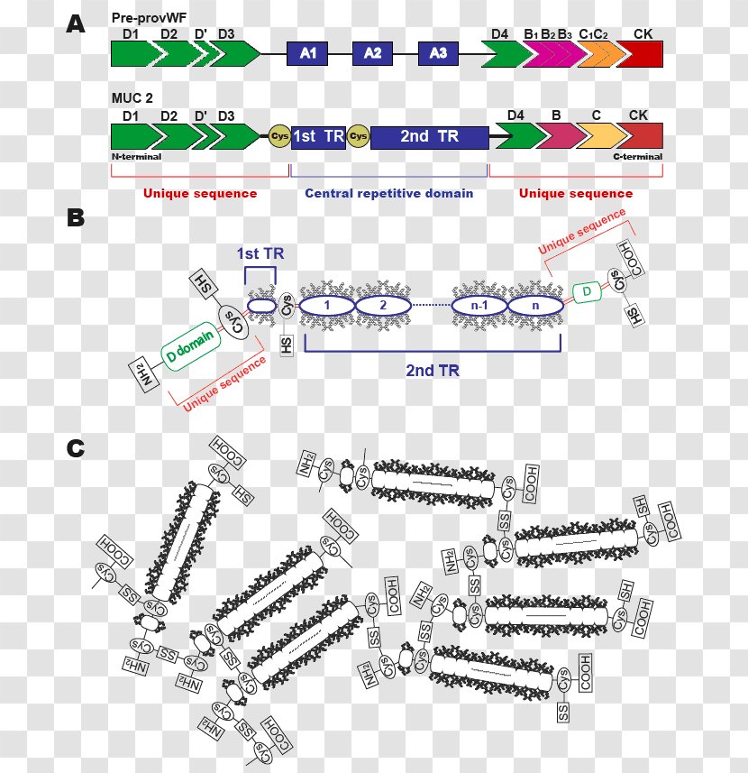 Mucin 2 Goblet Cell Mucus Protein - Technology Transparent PNG