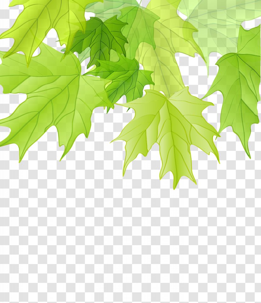 Maple Leaf Green - Plant - Tree Leaves Cartoon Creative Transparent PNG