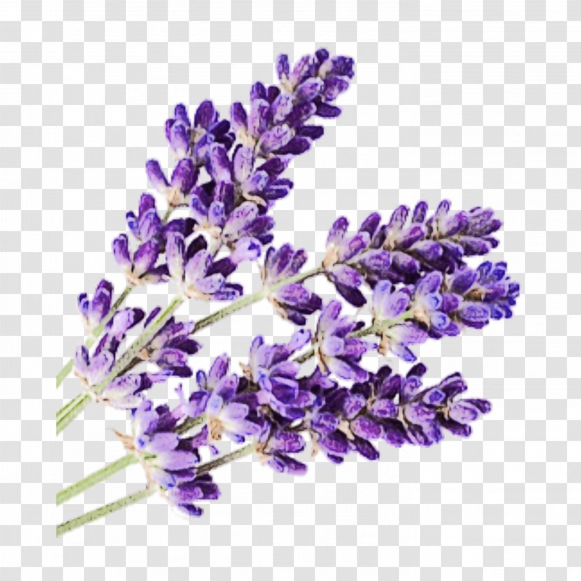 Purple Watercolor Flower - Perennial Plant Violet Family Transparent PNG