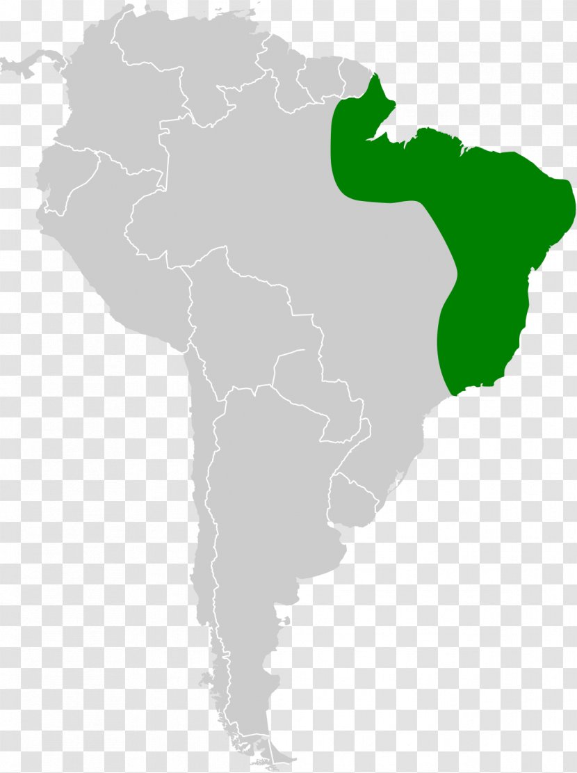 Mammals Of South America, Volume 2: Rodents Latin America Bat United States - Wikipedia Transparent PNG