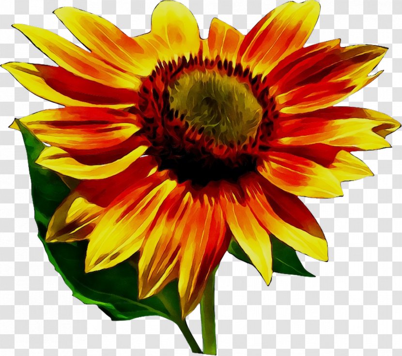 Common Sunflower Blanket Flowers Annual Plant Seed Cut - Pollen Transparent PNG