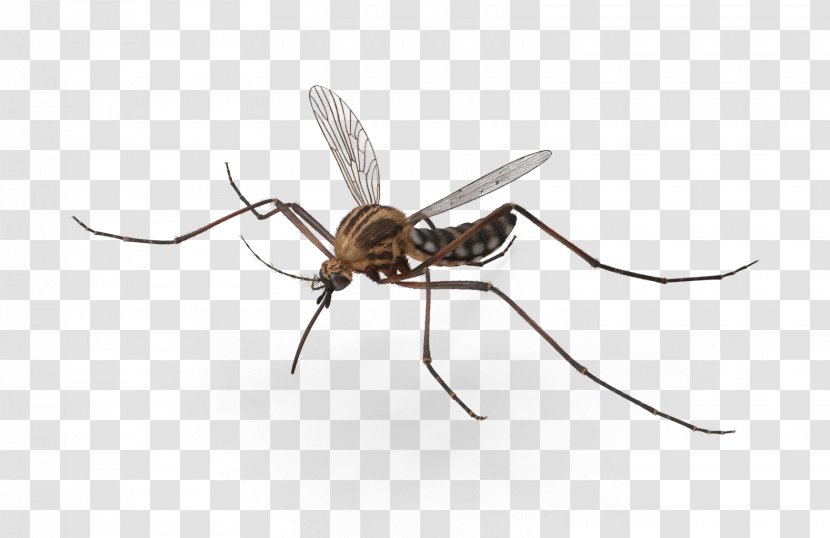 Insect Mosquito Pest Invertebrate Arthropod Transparent PNG