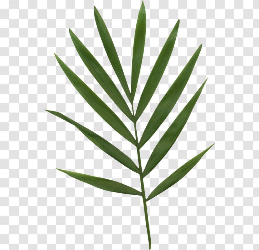 Bamboo Leaf Bamboe - Plant Stem - A Transparent PNG