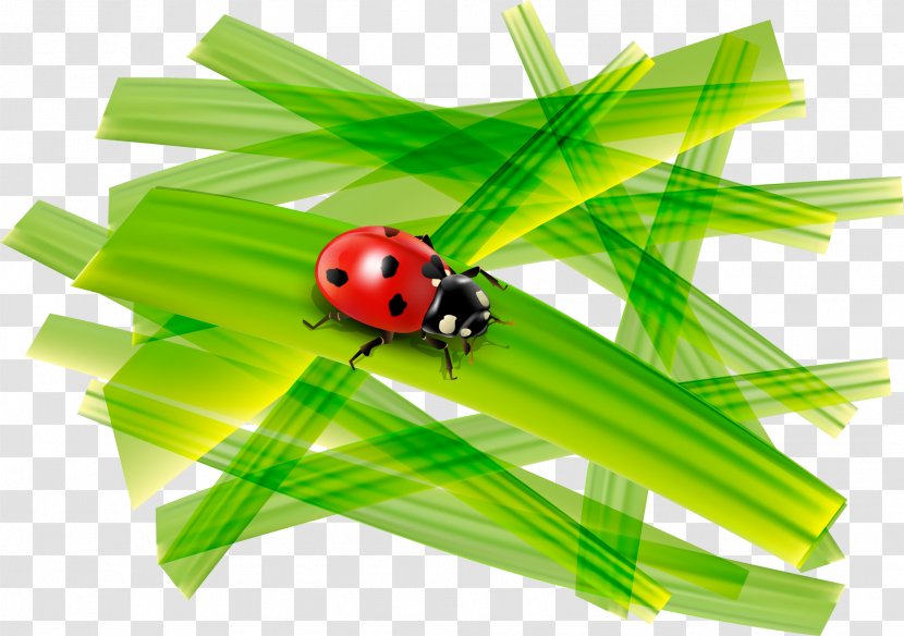 Ladybird Coccinella Septempunctata - Beetle - Nature Ladybug Pattern Transparent PNG