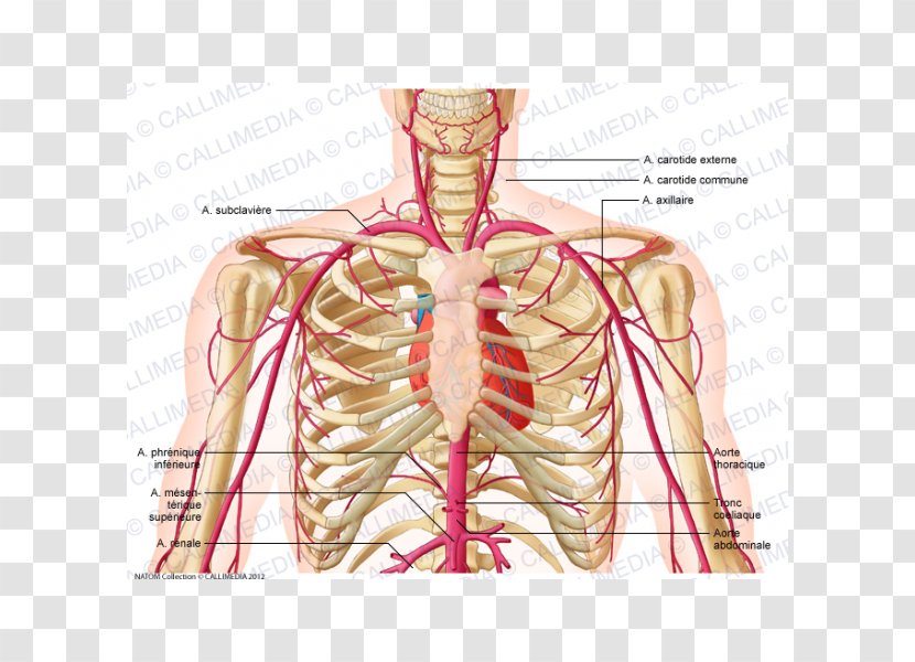Supratrochlear Artery Head And Neck Anatomy External Carotid - Frame - Renal Transparent PNG