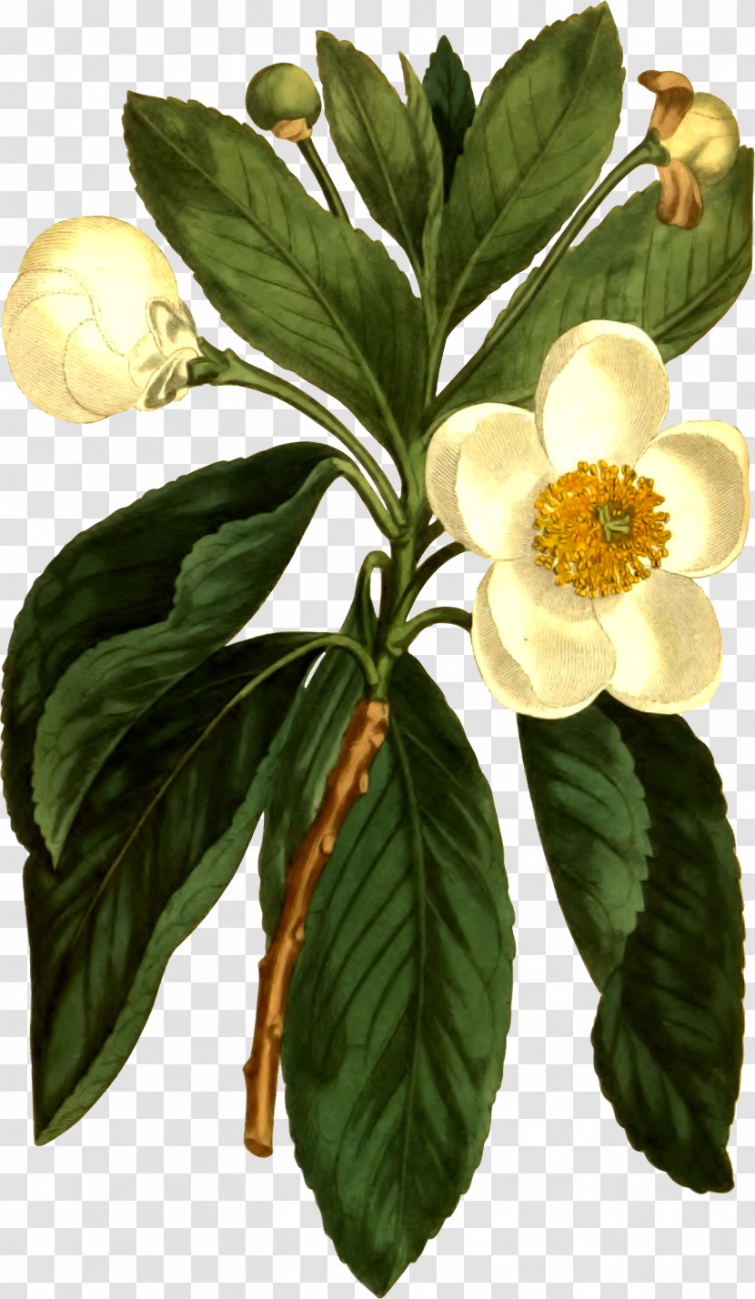 Botany Loblolly Bay Botanical Illustration Curtis's Magazine Flower - William Curtis Transparent PNG