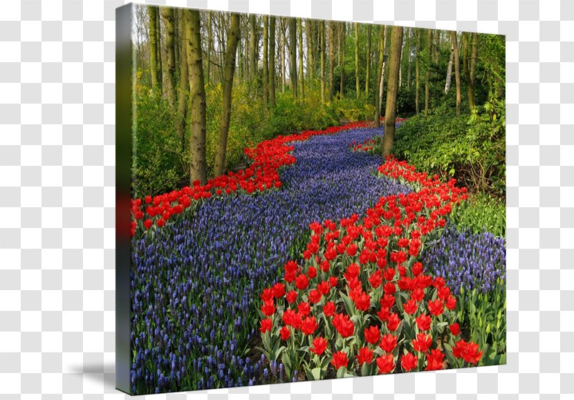 Tulip Flower Garden Blue Wildflower - Footpath Among Flowers Transparent PNG