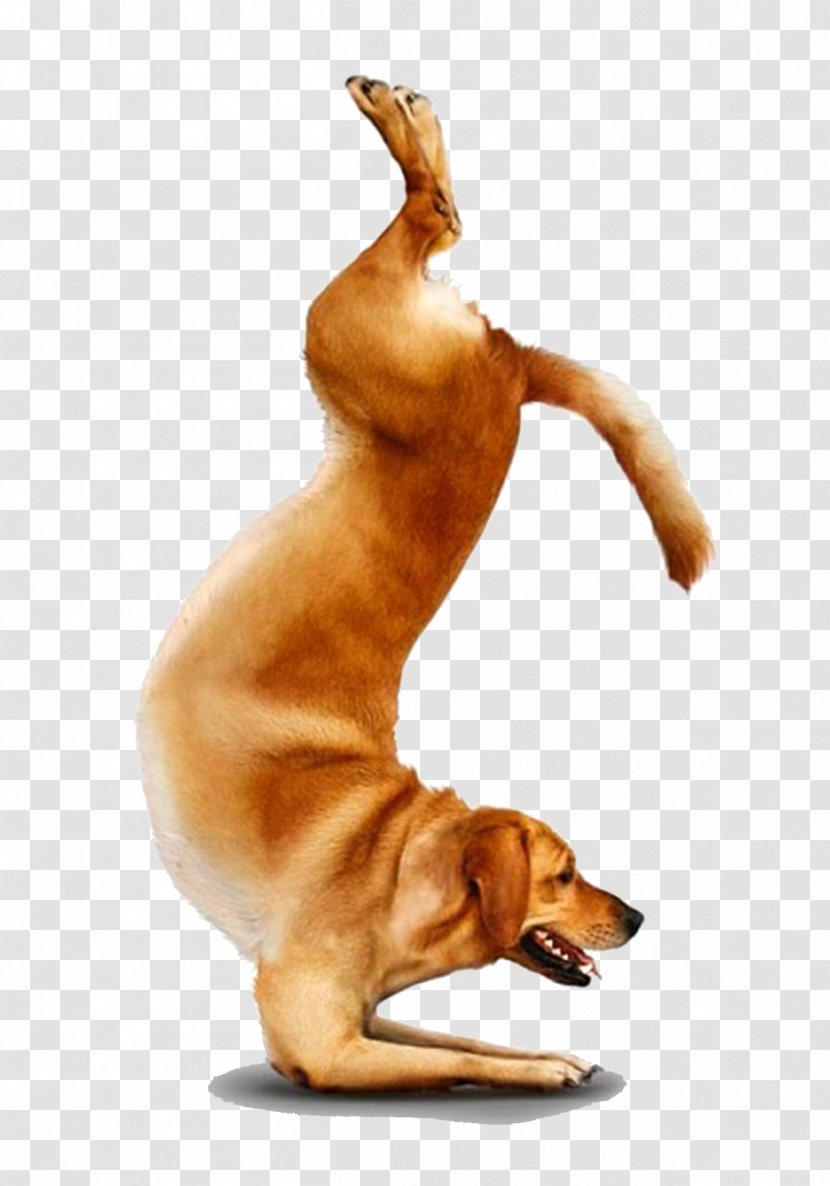 Chihuahua Yoga Dogs Doga Adho Mukha śvānāsana - Puppy Transparent PNG