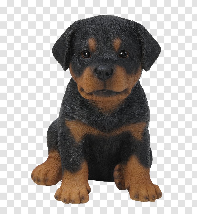 Rottweiler Puppy Chihuahua Dachshund Boxer - Dog Breed Transparent PNG