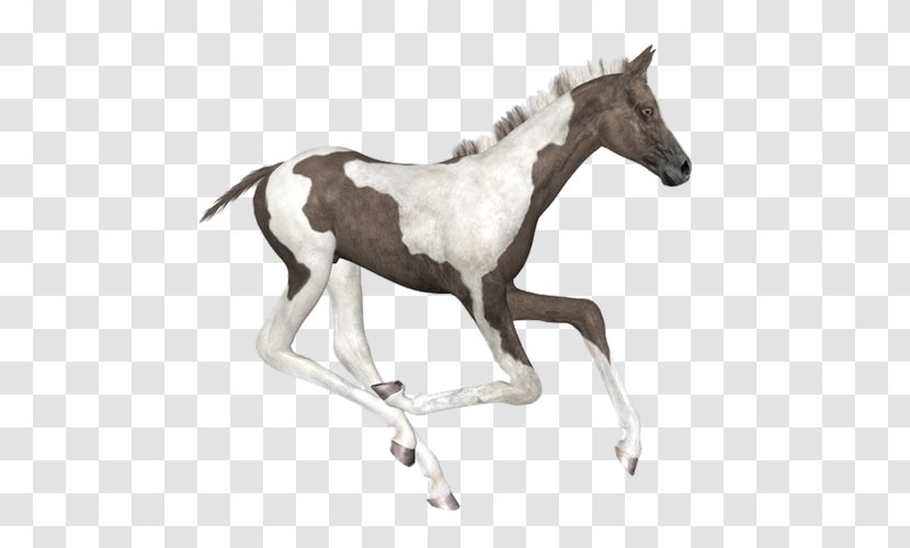 Mustang Foal Stallion American Paint Horse Colt - Supplies Transparent PNG