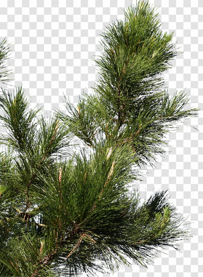 Pine Spruce Fir Tree Branch - Family - Cone Transparent PNG