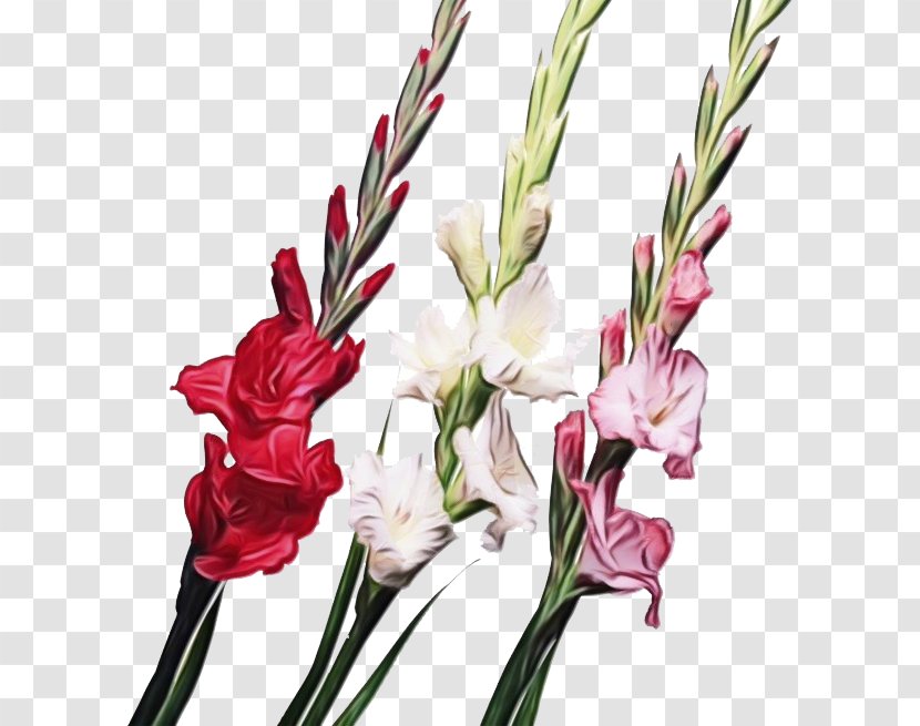 Flower Plant Cut Flowers Gladiolus Pedicel - Iris Family - Stem Petal Transparent PNG