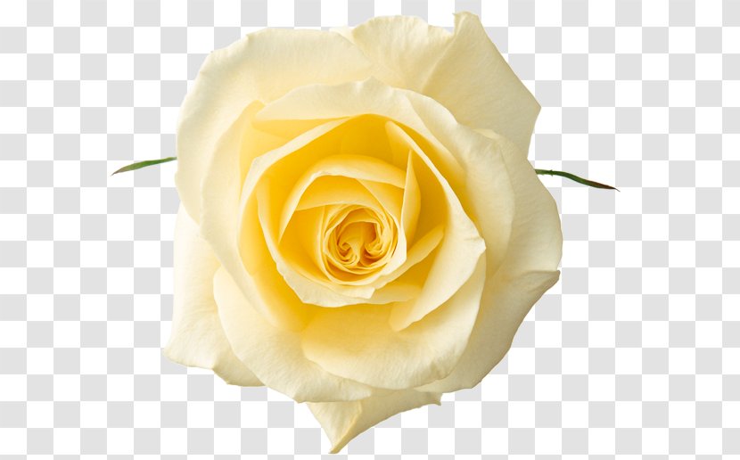 Rose White Yellow Clip Art - Floristry Transparent PNG