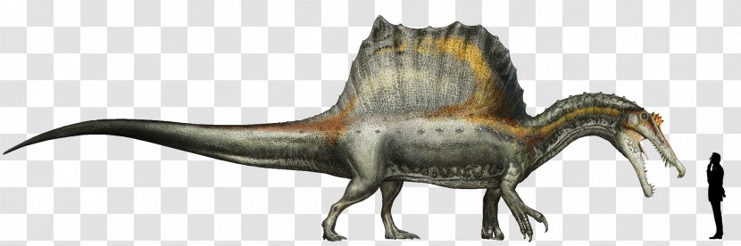 Spinosaurus Giganotosaurus Tyrannosaurus Dinosaur Oxalaia - Terrestrial Animal Transparent PNG