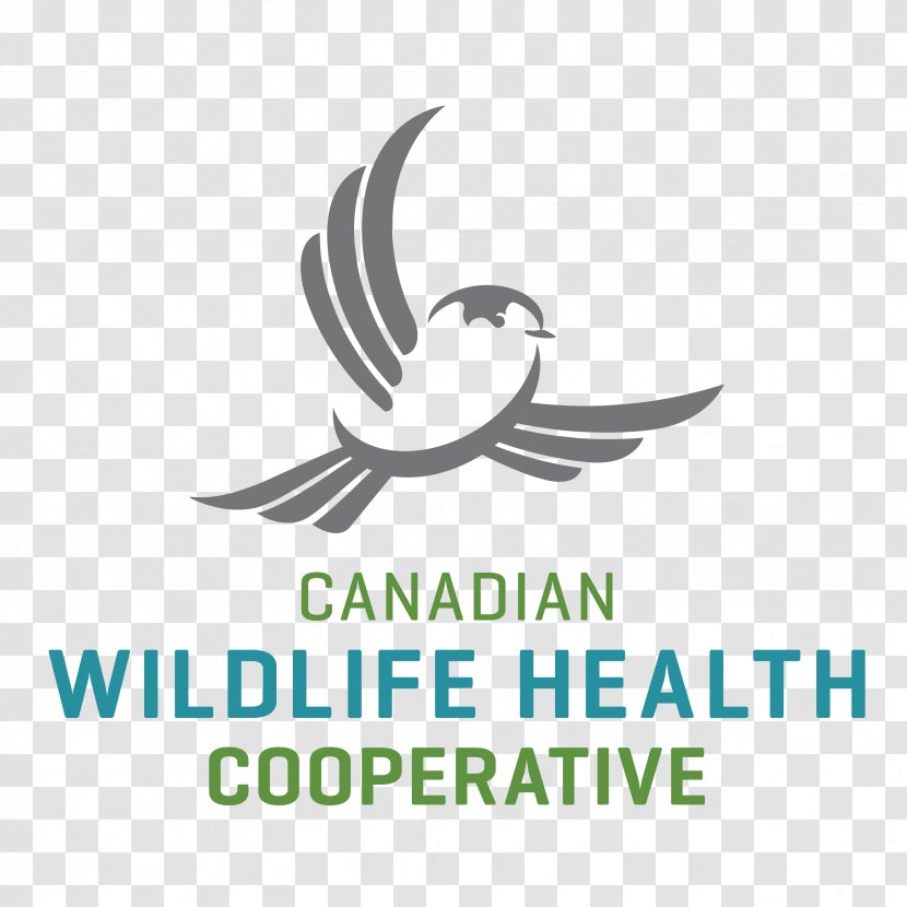 National Wildlife Health Center Avian Influenza Canada - Zoonosis Transparent PNG