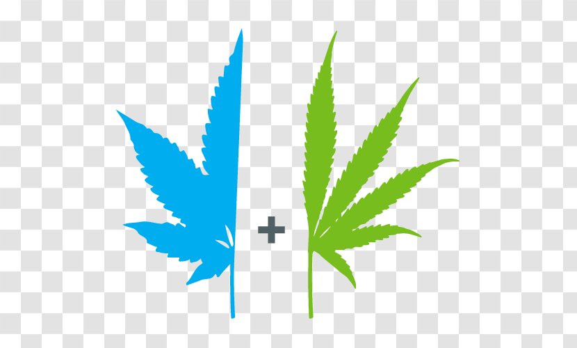 Marijuana Cannabis Sativa Ruderalis Medical - Smoking - Colorado Weed Dispensaries Transparent PNG