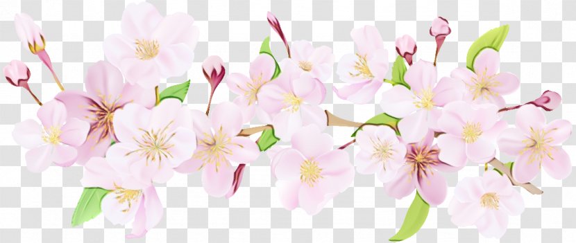 Cherry Blossom Stock Illustration Floral Design - Flowering Plant - Flower Transparent PNG