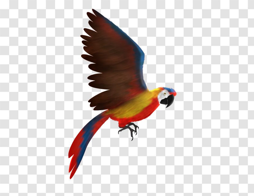 Scarlet Macaw Animation Lories And Lorikeets Transparent PNG