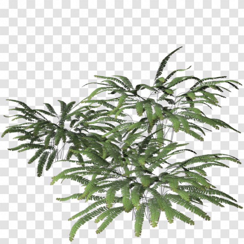Plant Fern Tree Leaf Green - Branch Transparent PNG