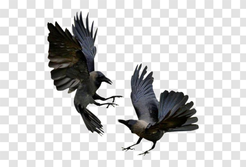 Bird Common Raven House Crow Flight Magpie - Like Transparent PNG