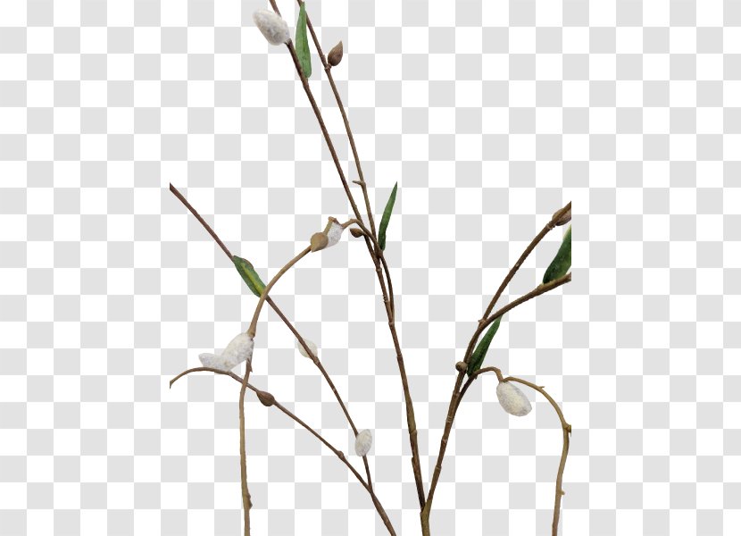 Twig Grasses Cut Flowers Plant Stem Bud - Grass Family - Potted Succulents Transparent PNG