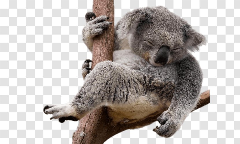Koala Bear Sloth - Marsupial Transparent PNG