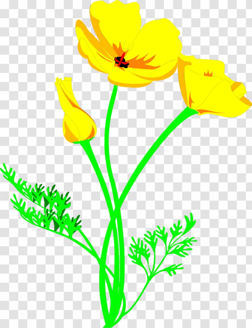 Plant CorelDRAW Yellow Color - Artwork - Poppy Transparent PNG