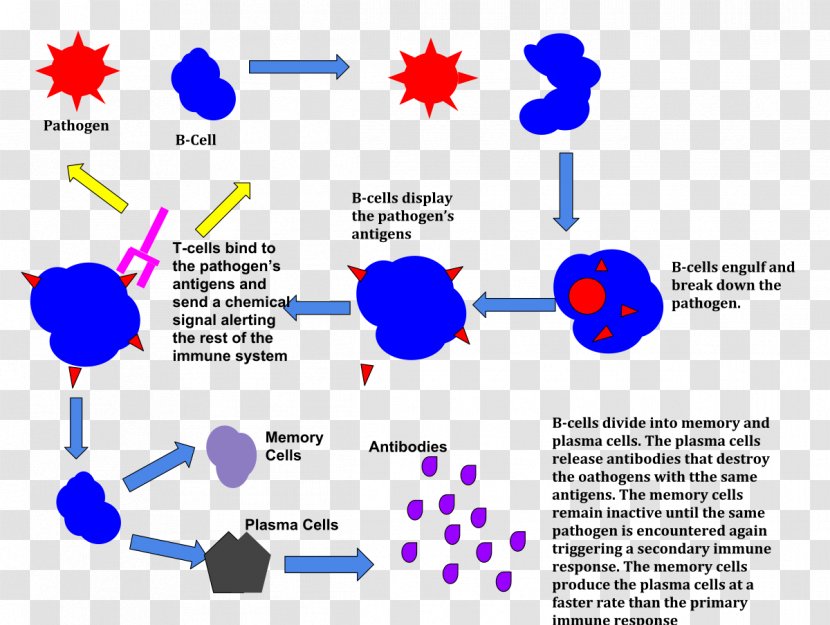 Immune System Immunity The Response Antigen - Anatomy Transparent PNG