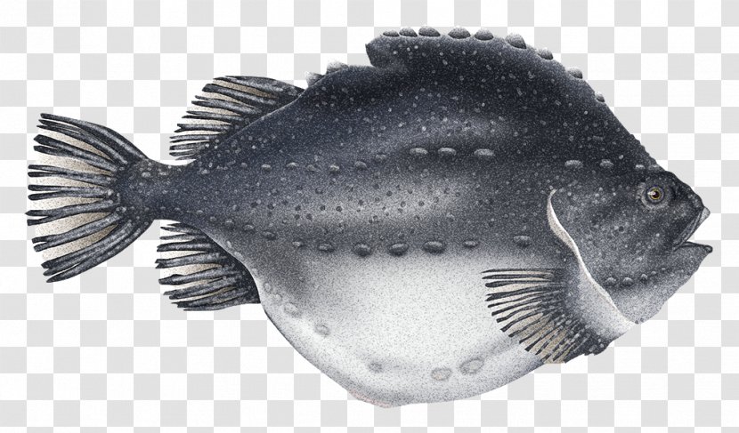 Caviar Cyclopterus Lumpus Atlantic Mackerel Capelin Roe - Halibut - Fishinghd Transparent PNG