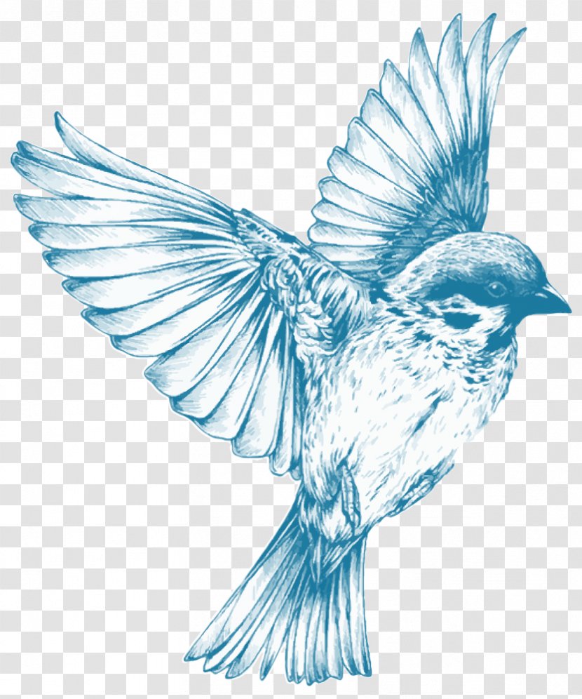 Bird Sparrow Clip Art - Fauna Transparent PNG