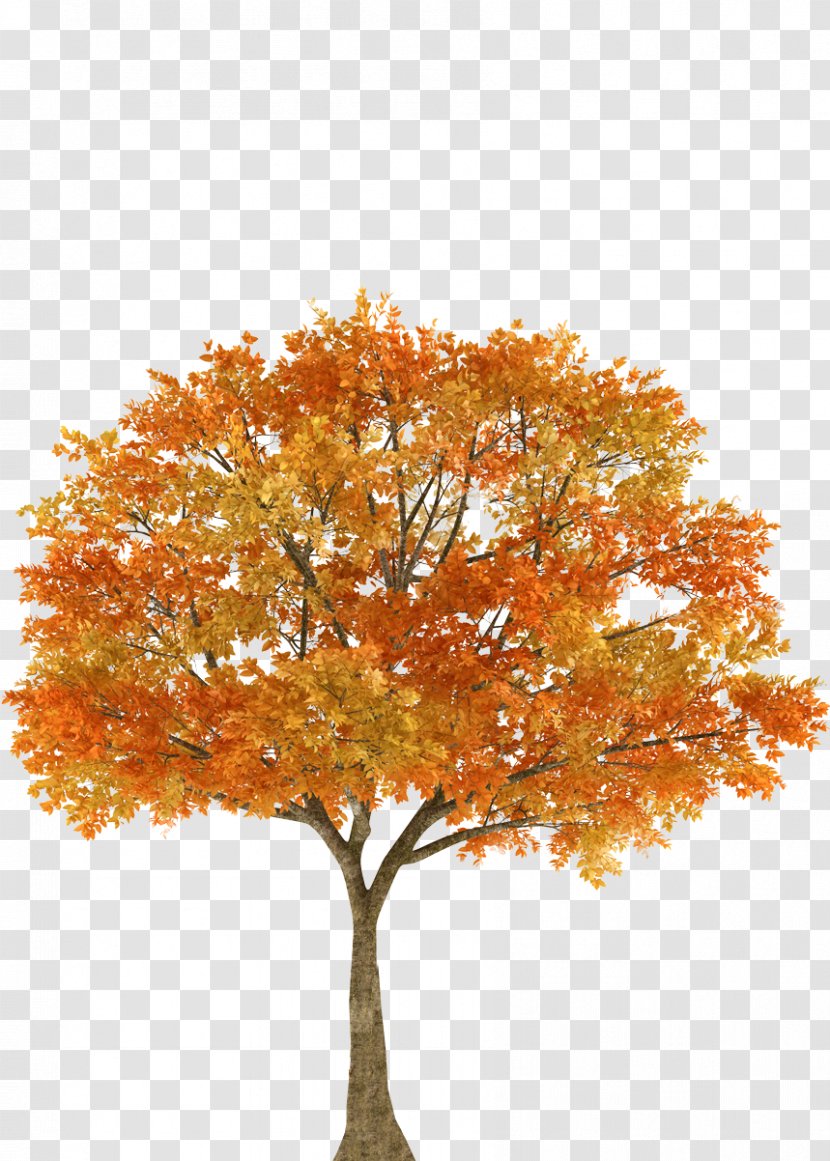 Autumn Tree Maple Oak Branch - Plant - Fall Transparent PNG
