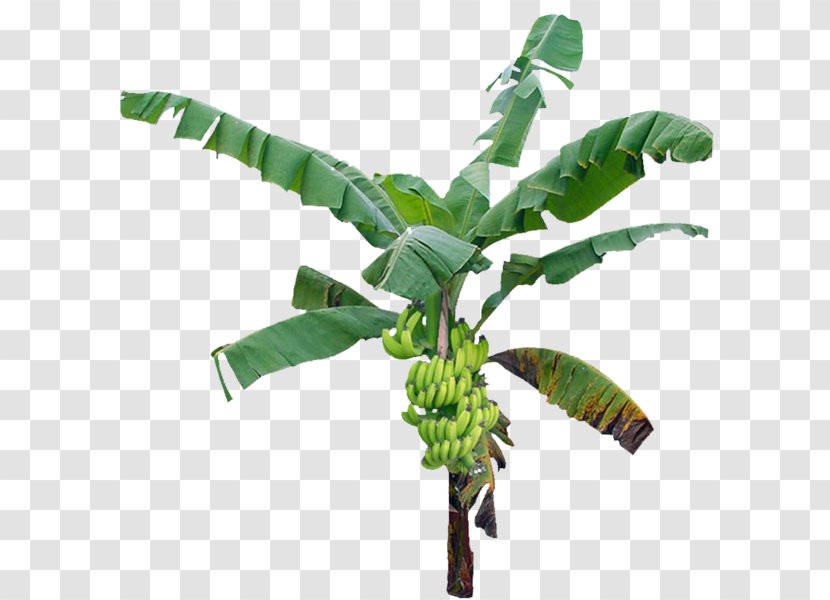 Banana Leaf - Plant - Fern Vascular Transparent PNG