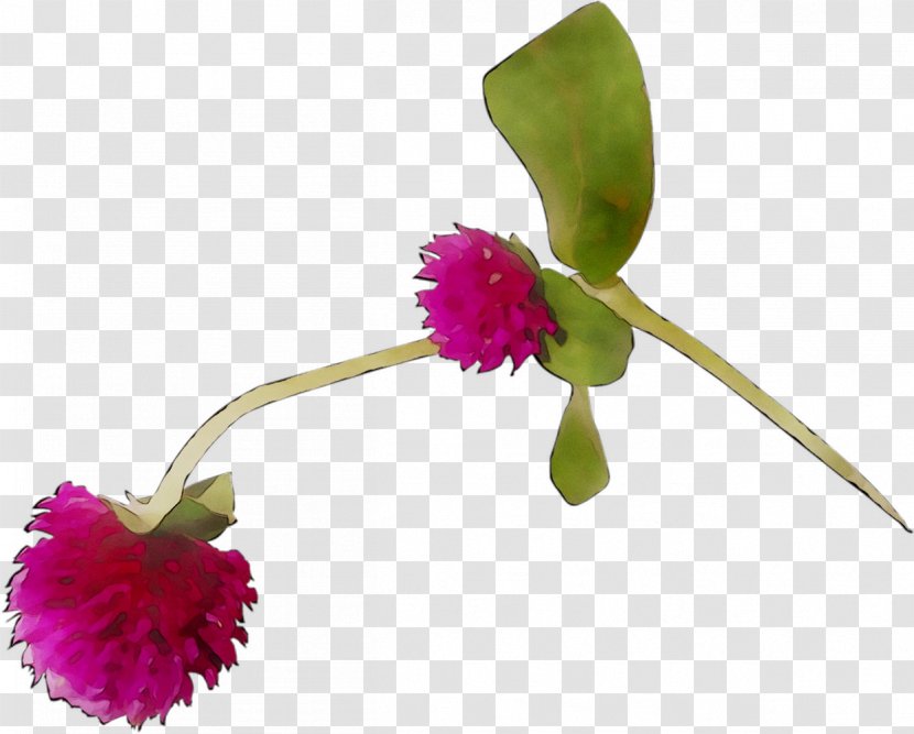 Floral Design Cut Flowers Plant Stem - Plants - Cattleya Orchids Transparent PNG