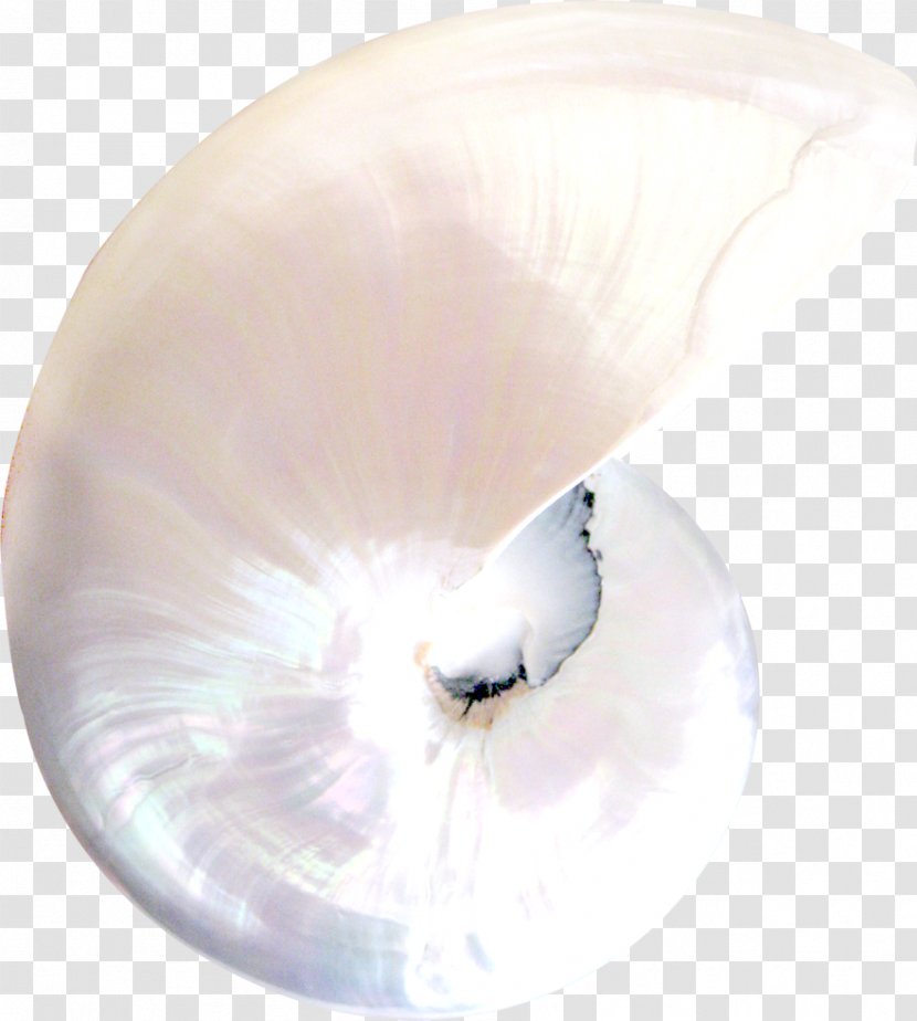 White Conch - Nautilida Transparent PNG