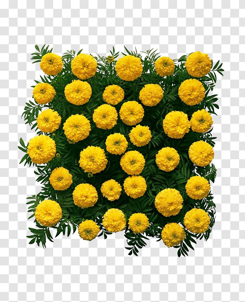 Chrysanthemum Mexican Marigold Flower - Wall Transparent PNG