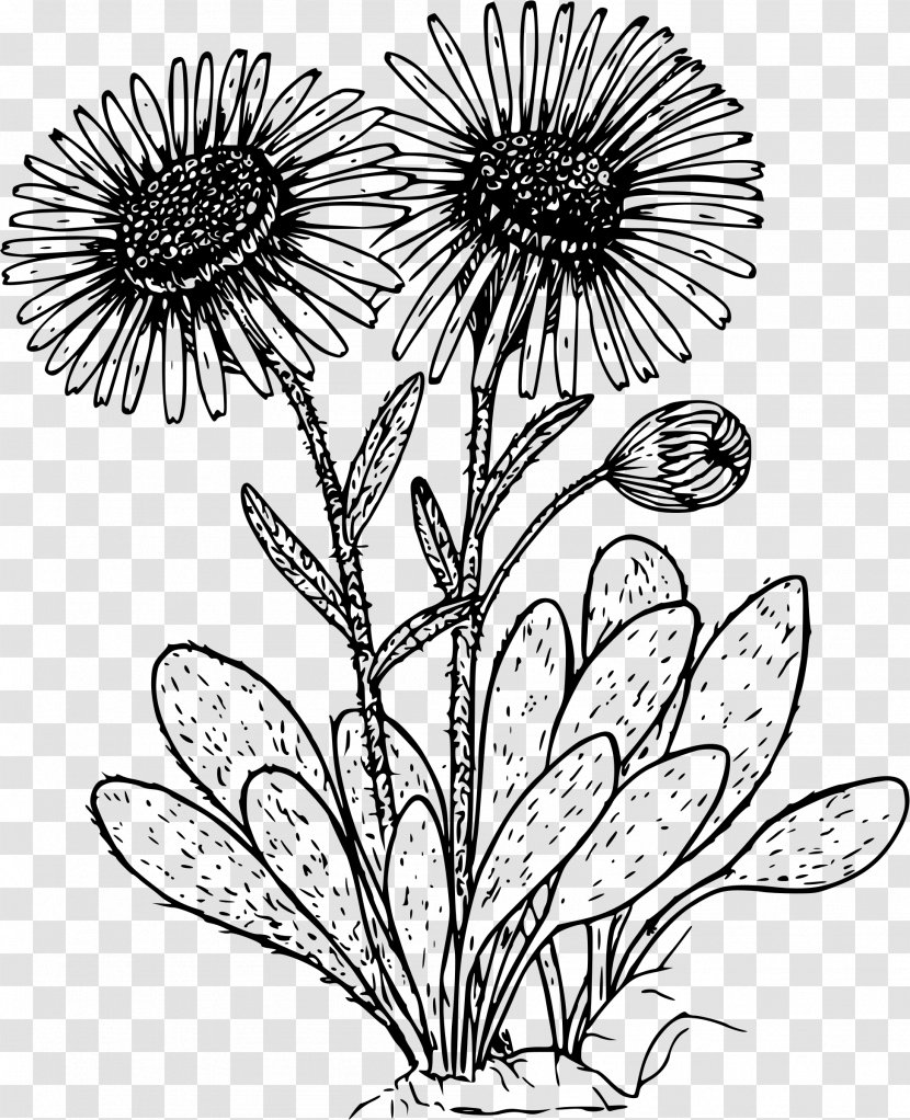 Drawing Common Daisy Clip Art - Branch - Flower Transparent PNG