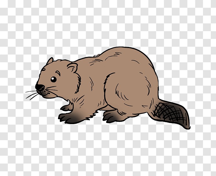 Groundhog Beaver Mustelidae Ferret Marten - Mustelinae - Marmot Transparent PNG