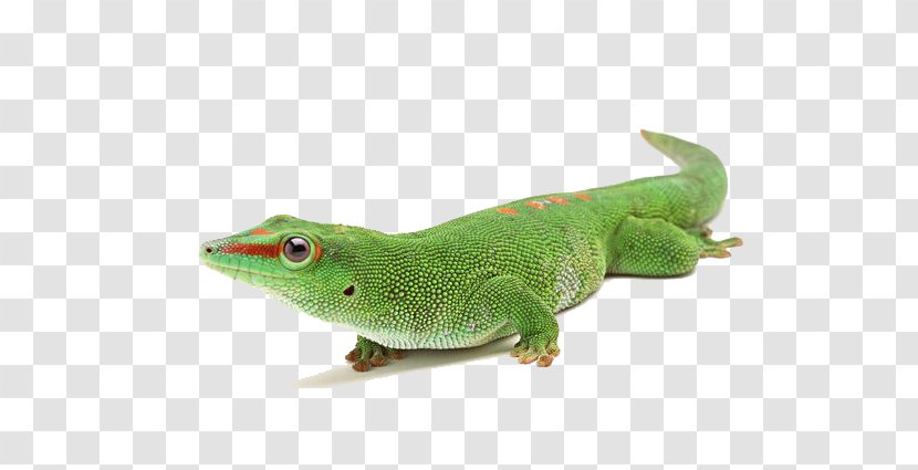 Reptile Chameleons Lizard - Photography - Animals Chameleon Transparent PNG