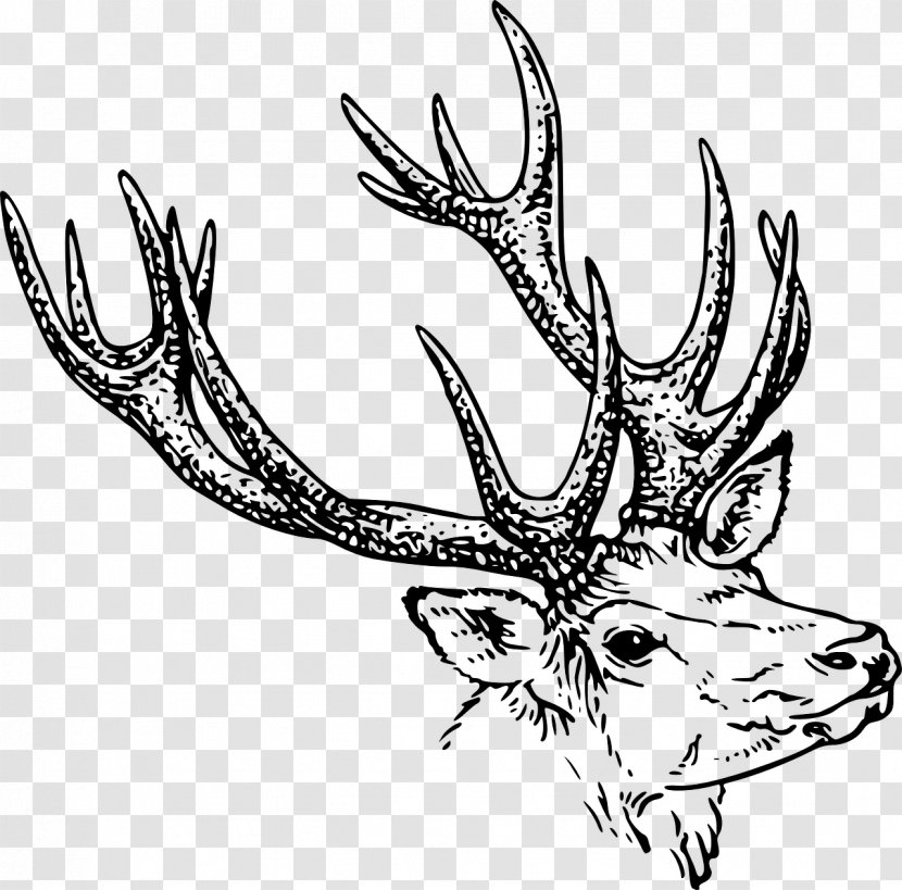 White-tailed Deer Red Drawing Clip Art - Whitetailed Transparent PNG