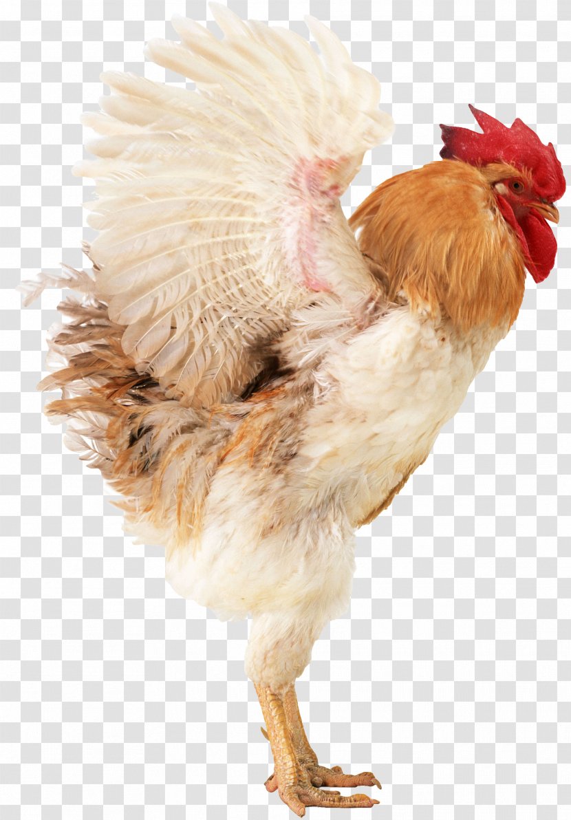Chicken Broiler Poultry Farming Rooster Transparent PNG