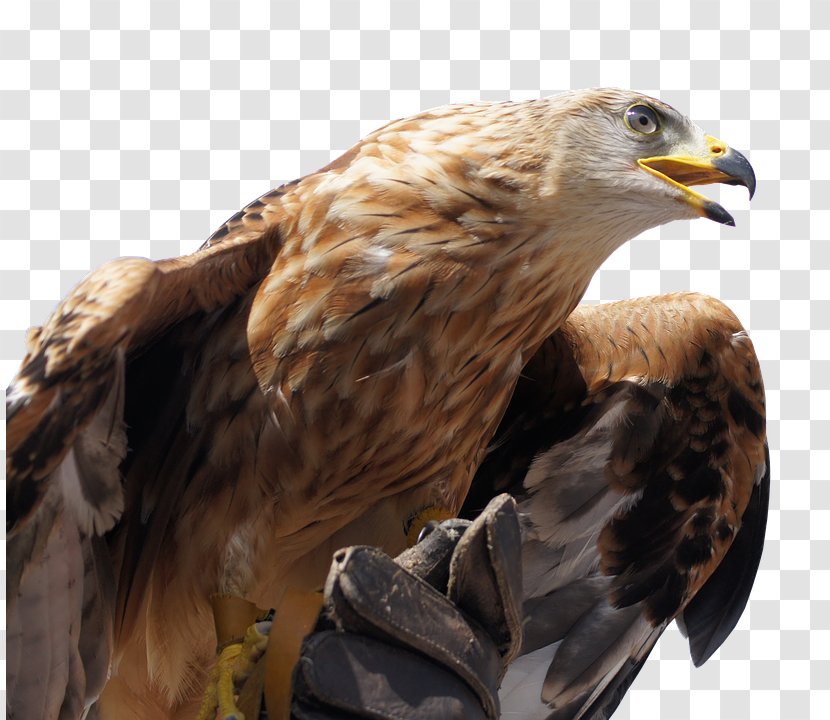 United States Bald Eagle Bird Stock.xchng Transparent PNG