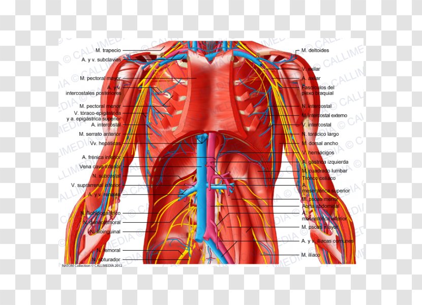 Abdomen Subcostalis Muscle Blood Vessel Pelvis Vein - Watercolor - Venas Y Arterias Transparent PNG