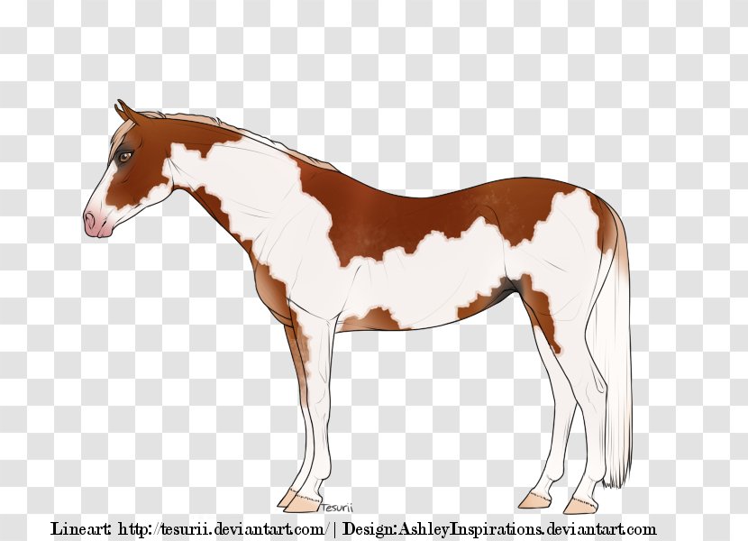 Mustang Foal Mare Stallion Rein - Animal Figure Transparent PNG