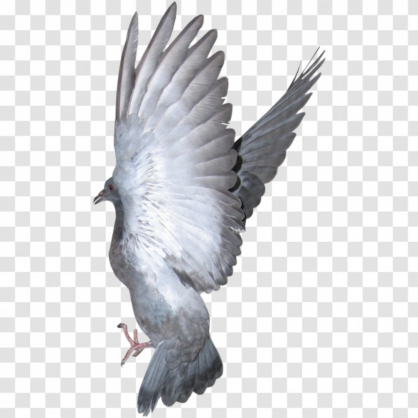 Columbidae Bird - Buzzard - The Wings Of A Dove,Eagle Transparent PNG