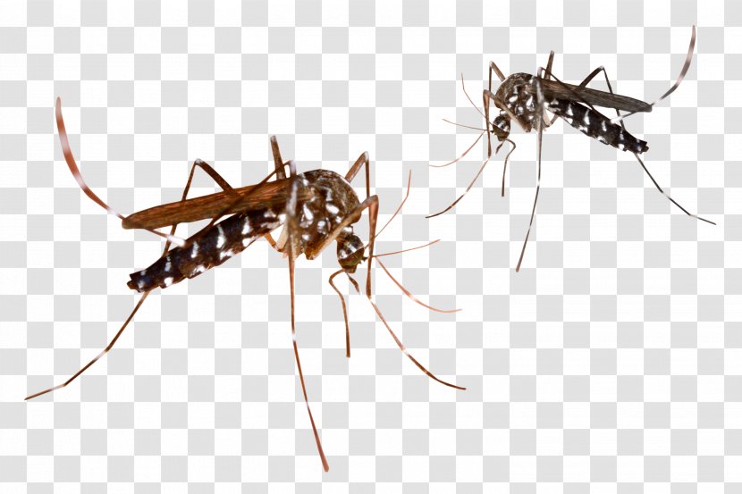 Mosquito - Insect - Mosquitos Transparent PNG