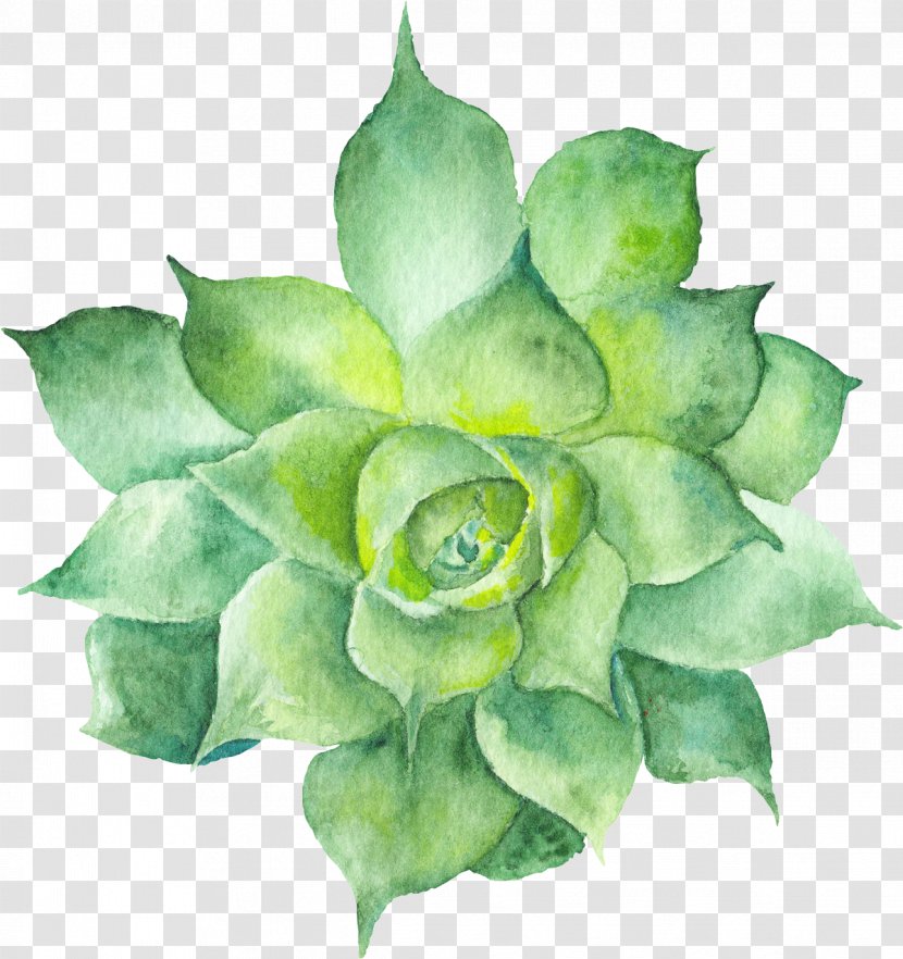 Succulent Plant Watercolor Painting Botanical Illustration Cactus Transparent PNG