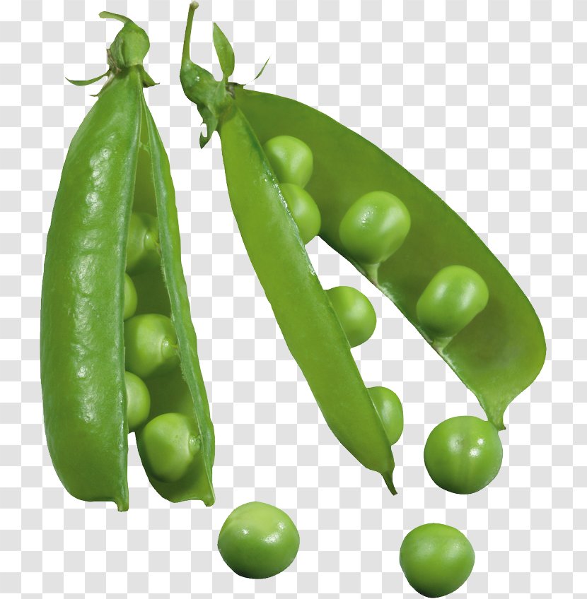 Snap Pea Clip Art Green Vegetarian Cuisine - Broad Bean - Seed Pod Transparent PNG