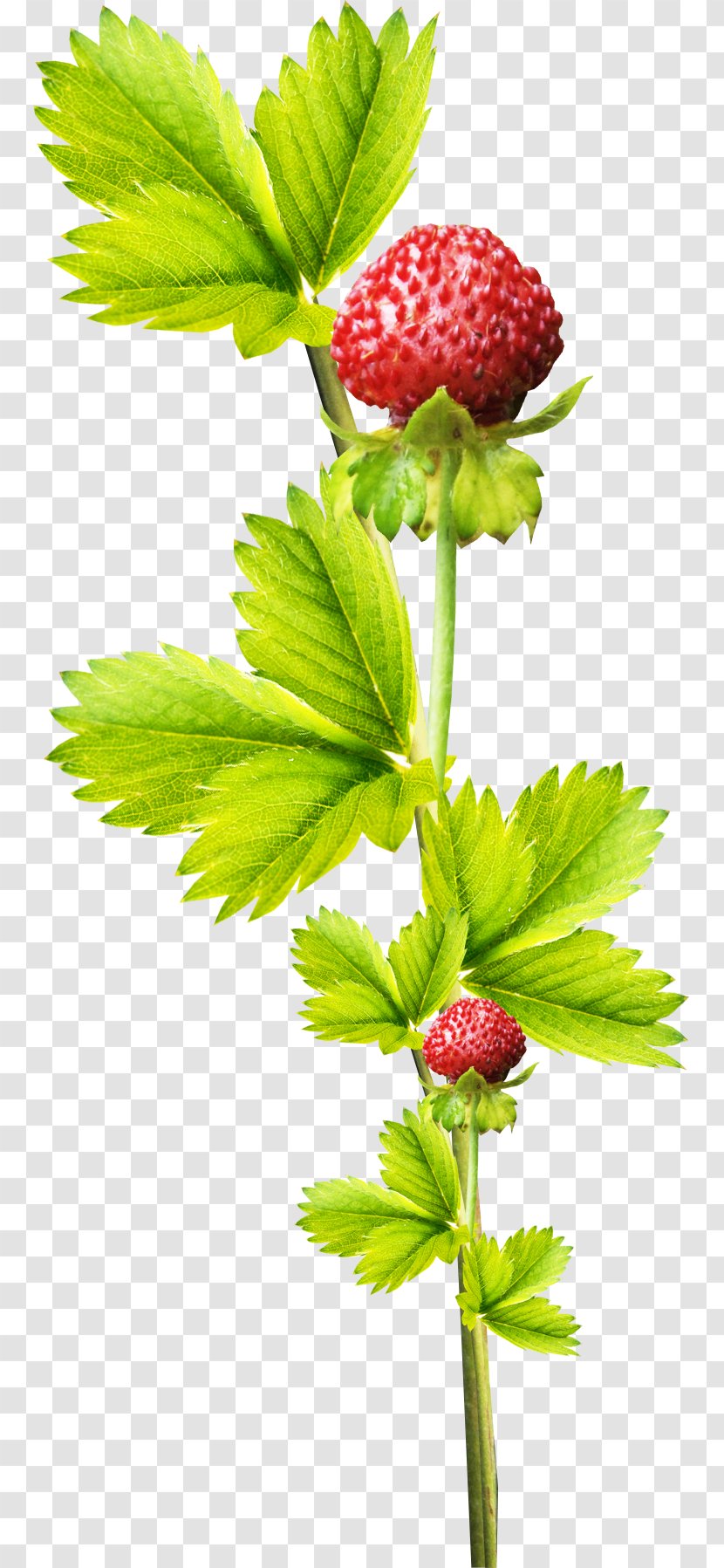 Strawberry Aedmaasikas Fruit - Beautiful Branch Transparent PNG