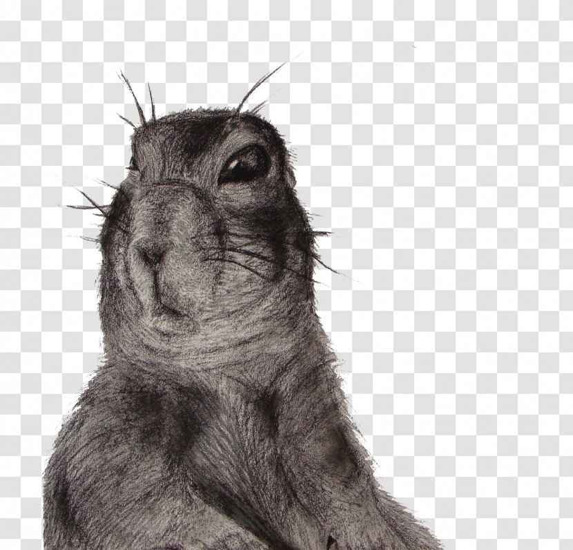 Squirrel Hare Whiskers Fur Snout - Black And White - Prairie Dog Transparent PNG