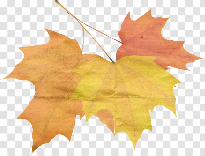 Autumn Maple Leaf Qiufen - Solar Term Transparent PNG